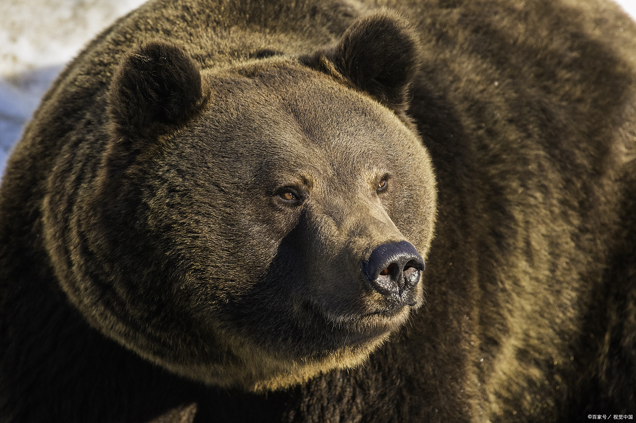 一:熊喜欢生吃,如果抓到你