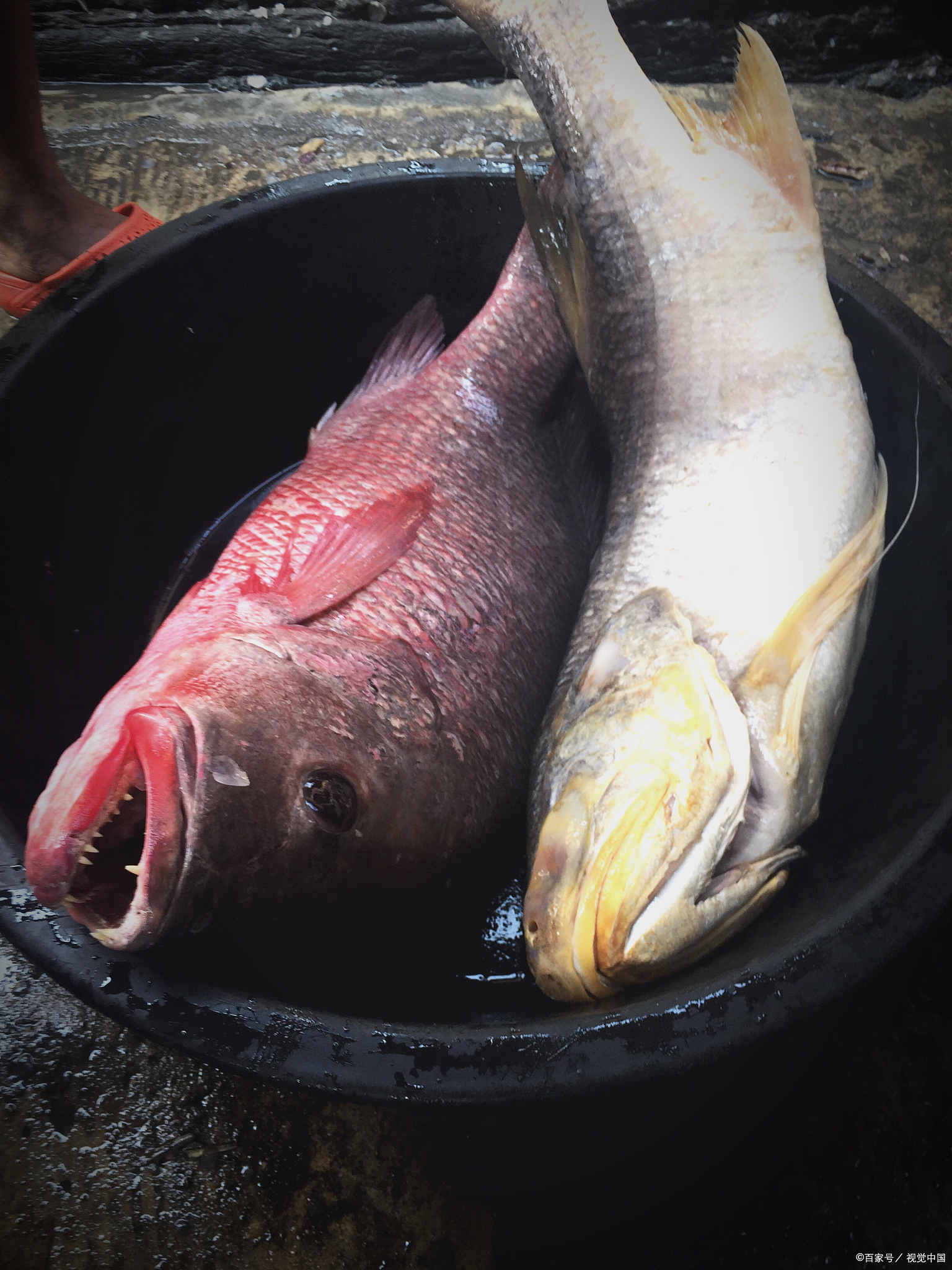 江团和鲶鱼是两种不同的鱼类,它们在外观,生活习性和营养价值等方面都