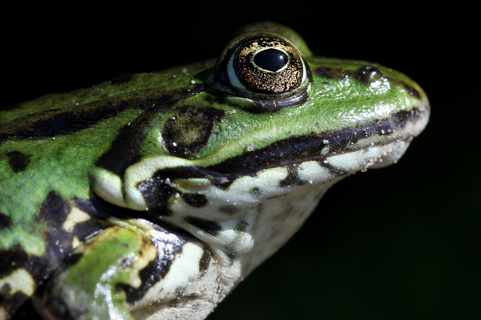 [原文:青蛙是什么科动物]