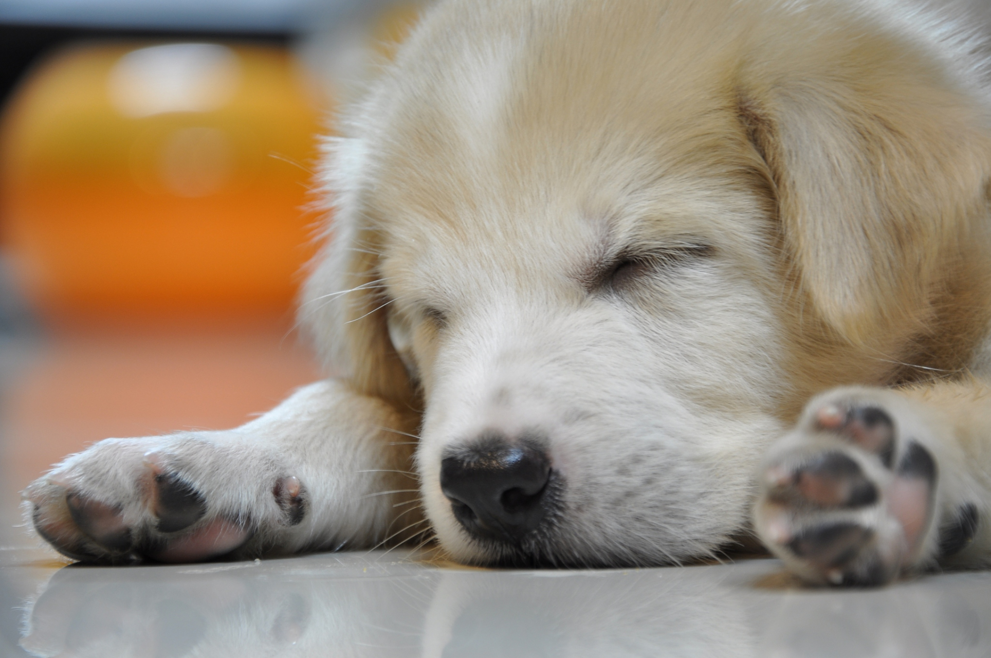 宠物狗需要健康的生活环境,包括合理的饮食,足够的运