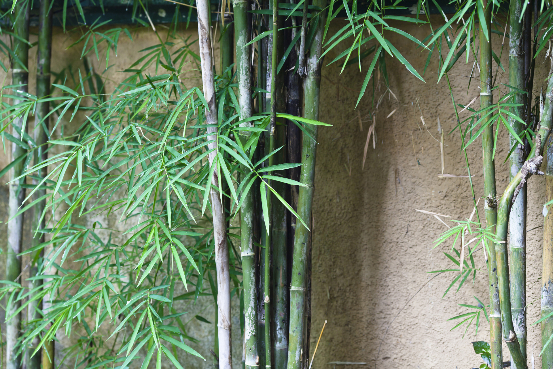 竹子是常绿的草本植物,归类为草本植物.