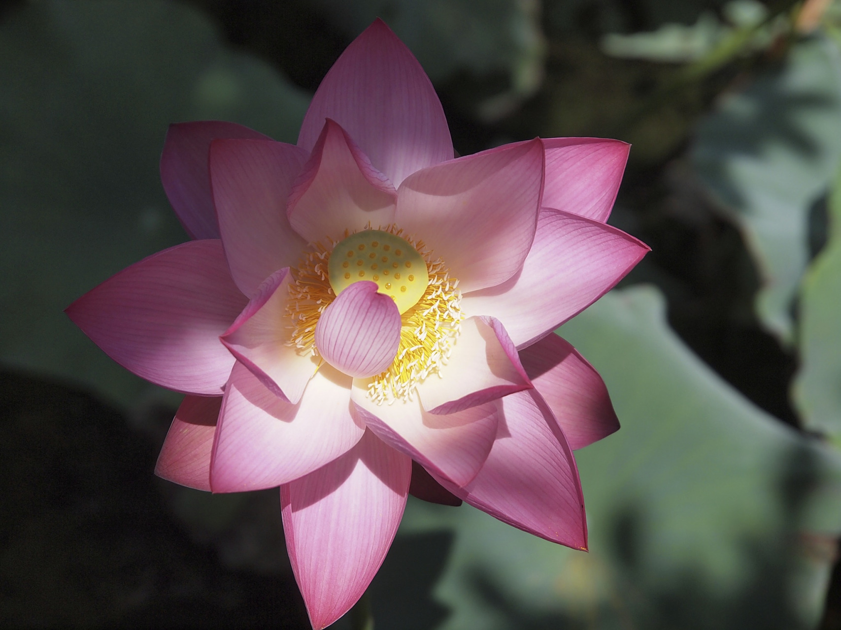 莲花跟荷花是不是同一种花,有什么区别,为什么佛教喜欢用莲花?