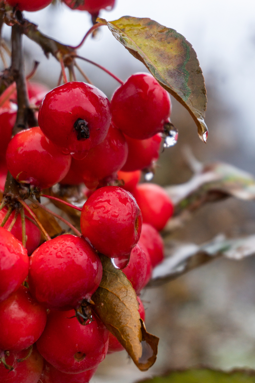 你吃过海棠果吗? 楸子(学名:malus prunifolia (willd.) borkh.