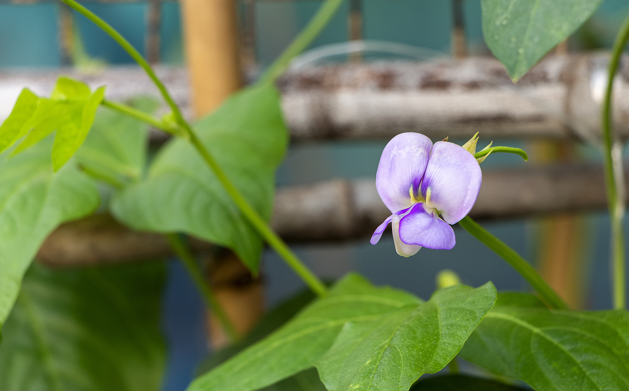养心安神的食疗配方: 白扁豆花蒸糕:白扁豆花15g,去芯莲子肉75g,糯米