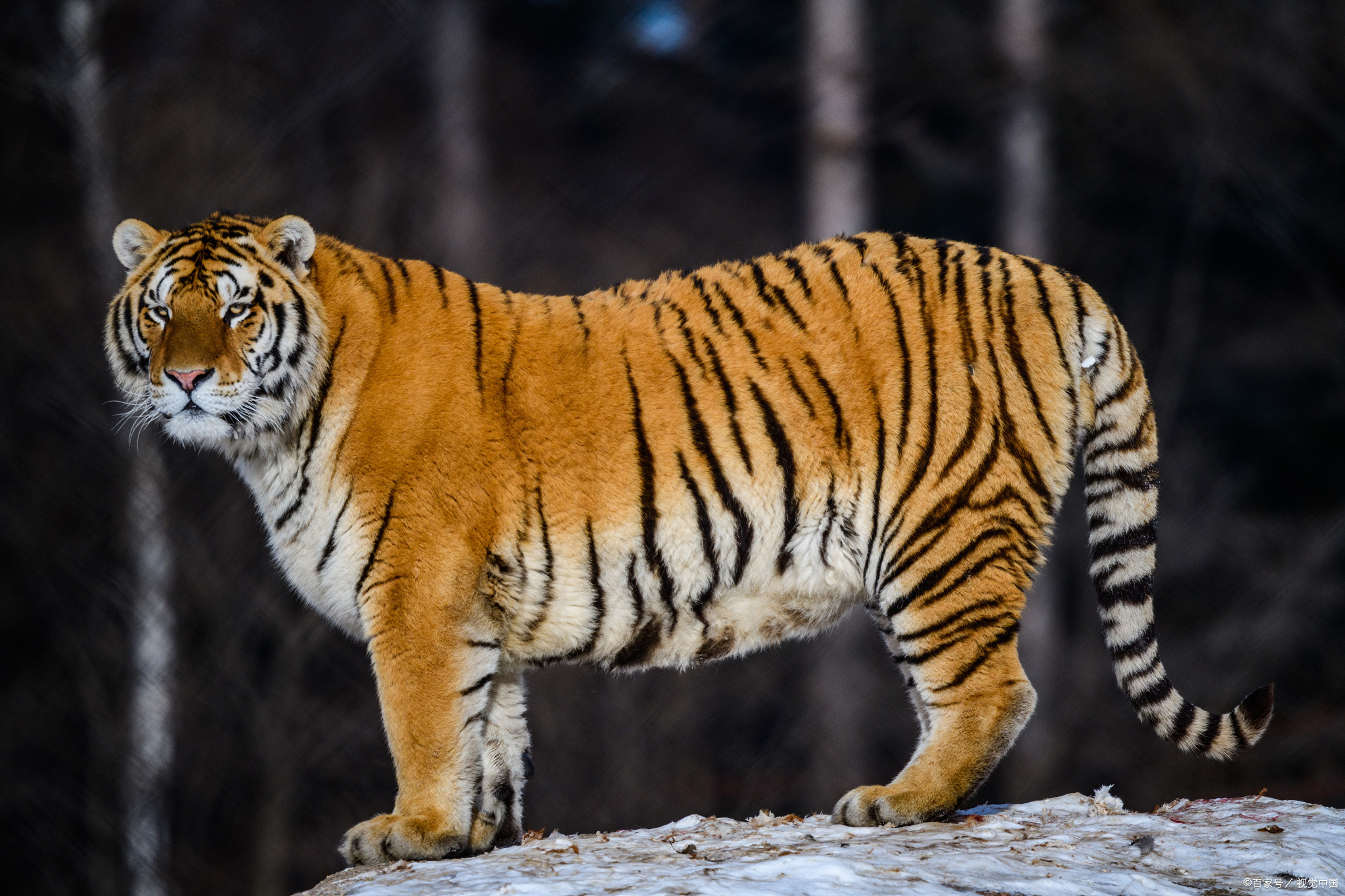 东北虎完达山一号再临吉林林区 网友:呆着无聊想下山溜达下