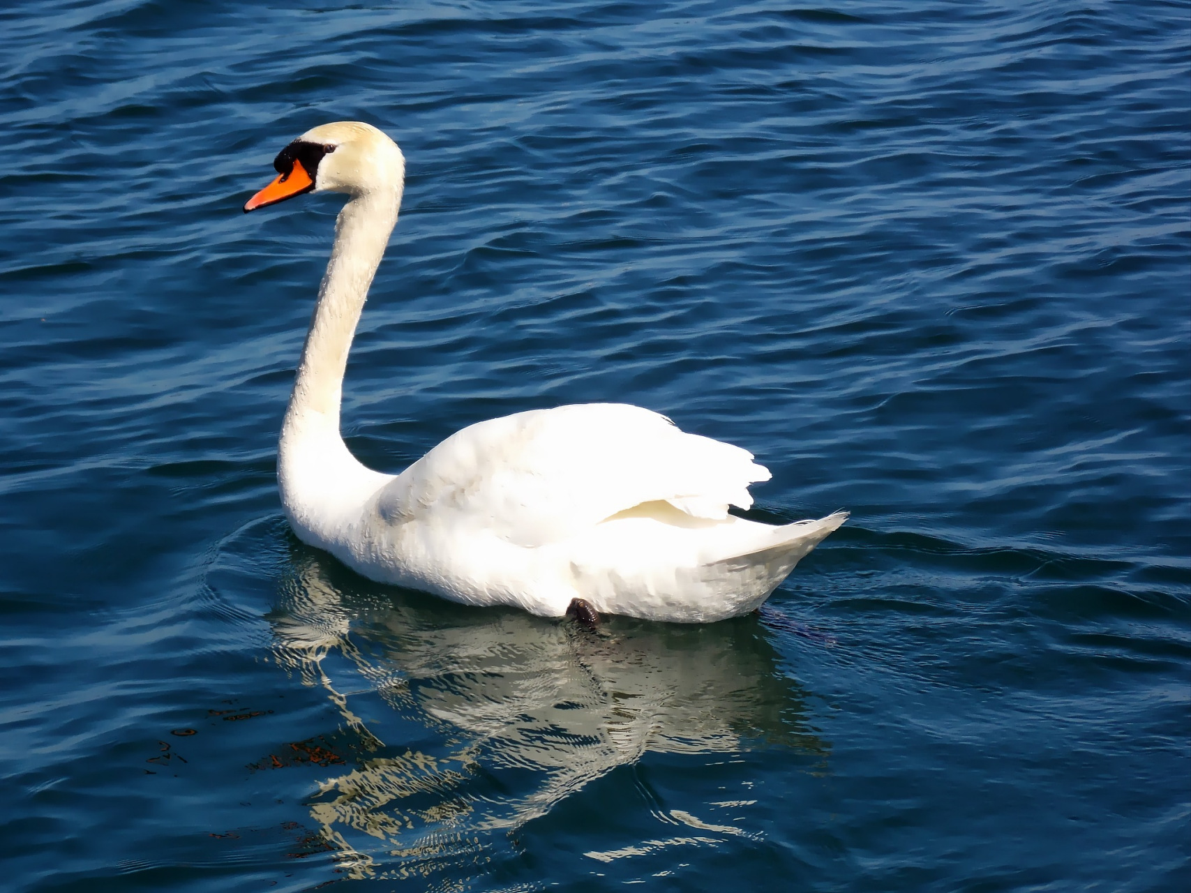 贵州某地卫生间使用天鹅和蛤蟆进行区分,引起了广大网友的热议.