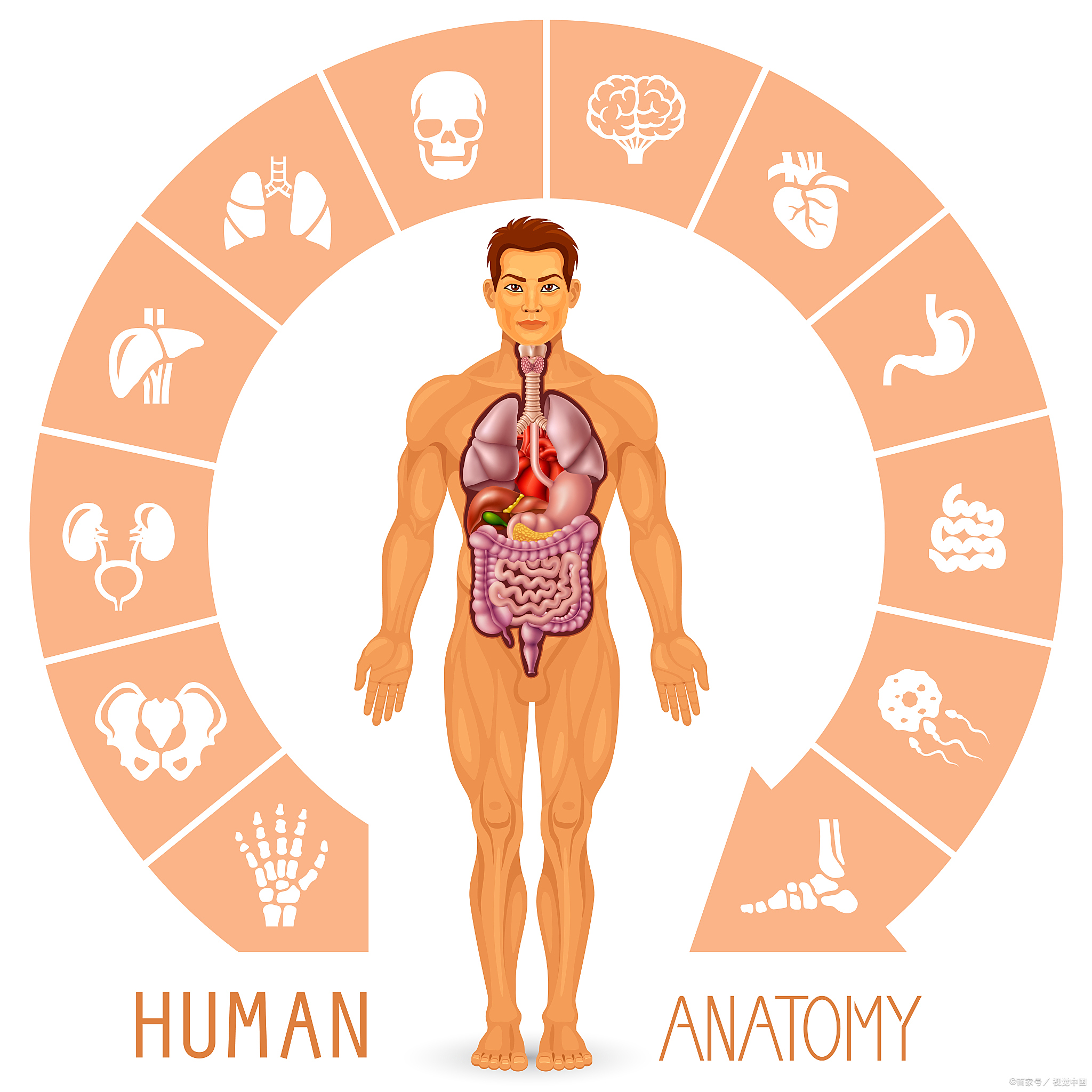 1,肺宝最喜爱——银耳和雪梨,最害怕——抽烟.