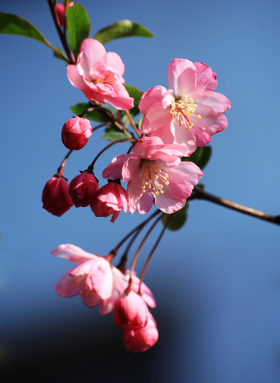 海棠花是一种雅俗共赏的名花,素有"花中神仙","花贵妃","花尊贵"之称