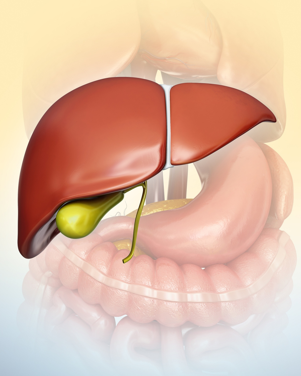 右上腹是肝脏的主要位置,一旦肝脏受损,该区域可能出现隐痛或不适感
