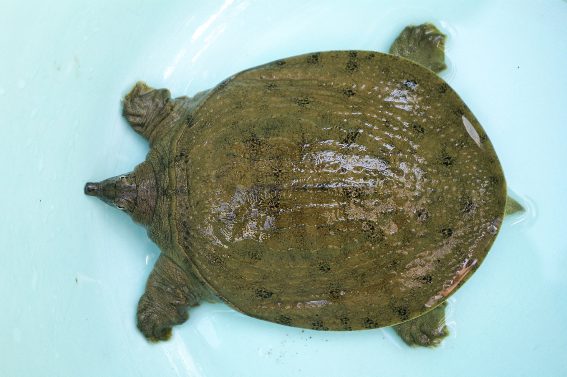 祛斑恢复期可以吃甲鱼吗	 祛斑恢复期不可以吃甲鱼!