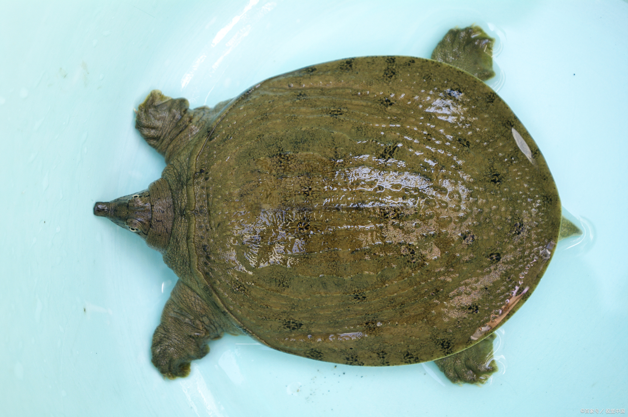 最简单杀甲鱼的正确方法