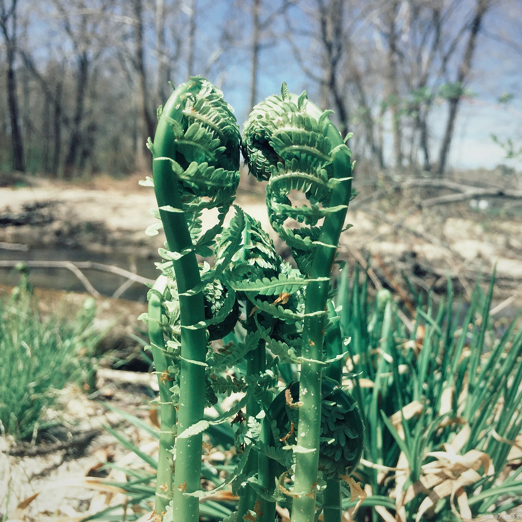 为什么沙漠没有很多植物？