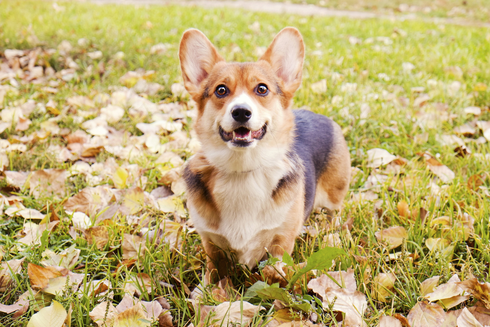 牧牛犬 柯基犬图片