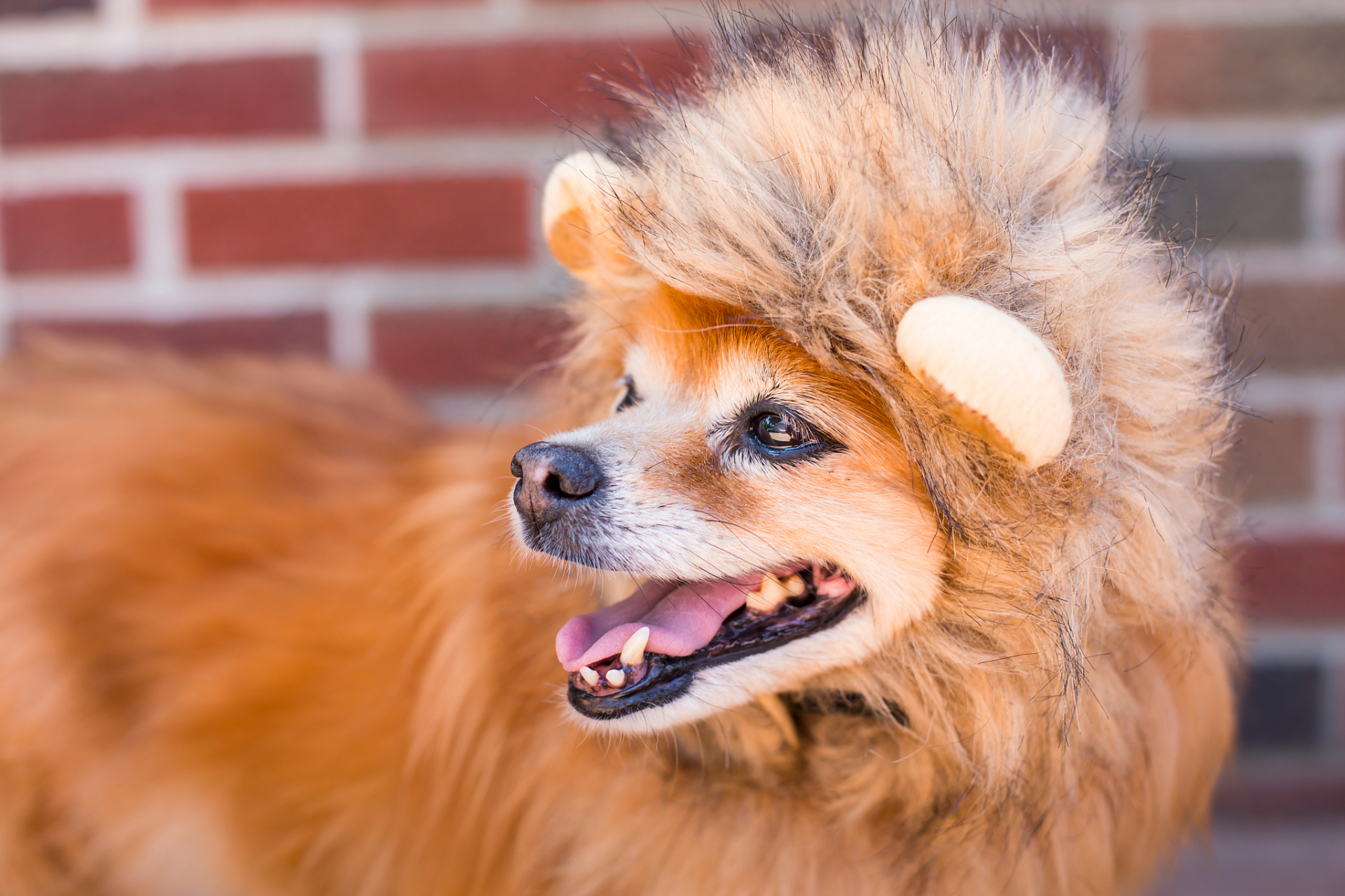 以下是一些去除狗狗身上异味的方法:  一,清洁狗狗身体  首先,清洗