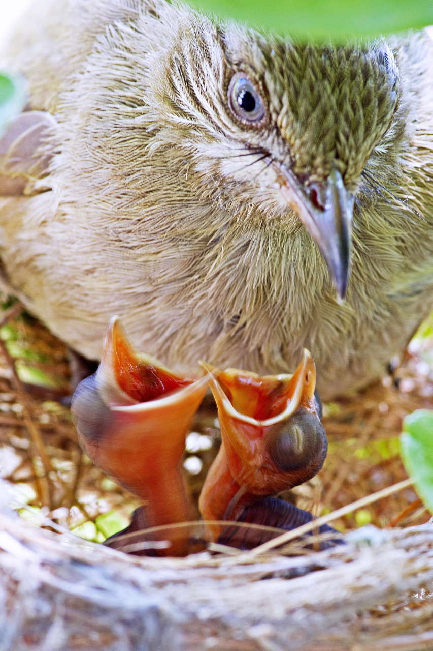 产奶的鸟  在玻璃维亚,有一种奇异的"送奶鸟".