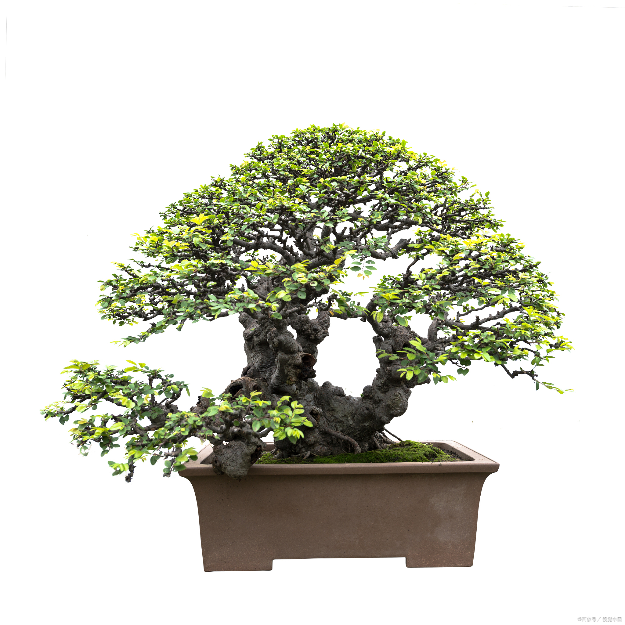 朴树盆景的制作与养护