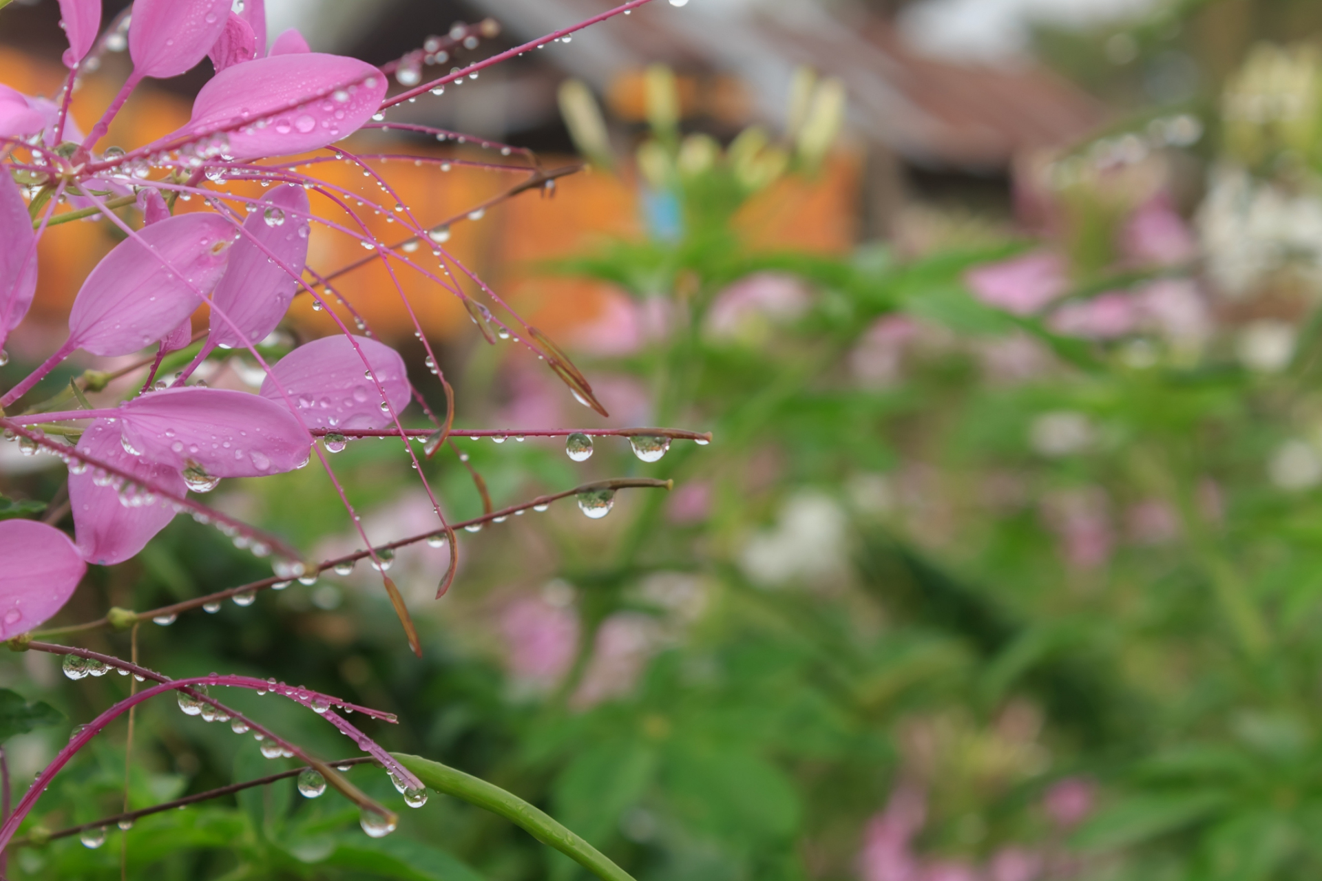 雨后的夏天是清爽的,清新的,一场大雨急驶而过,它消去了炎热,除去了酷