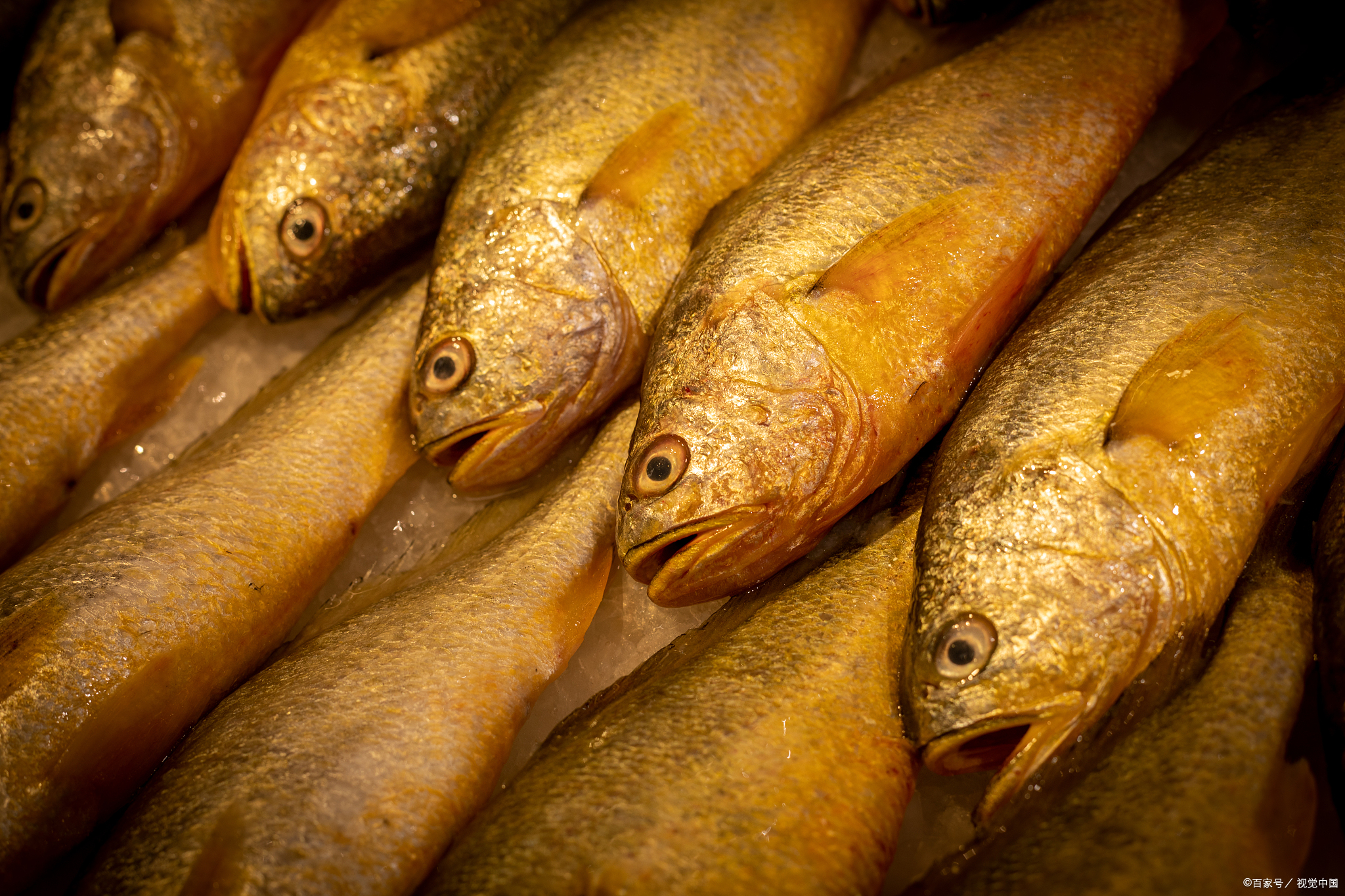 黄花鱼,作为一种重要的经济型食用鱼类,隶属于石首鱼科,其学名为黄鱼