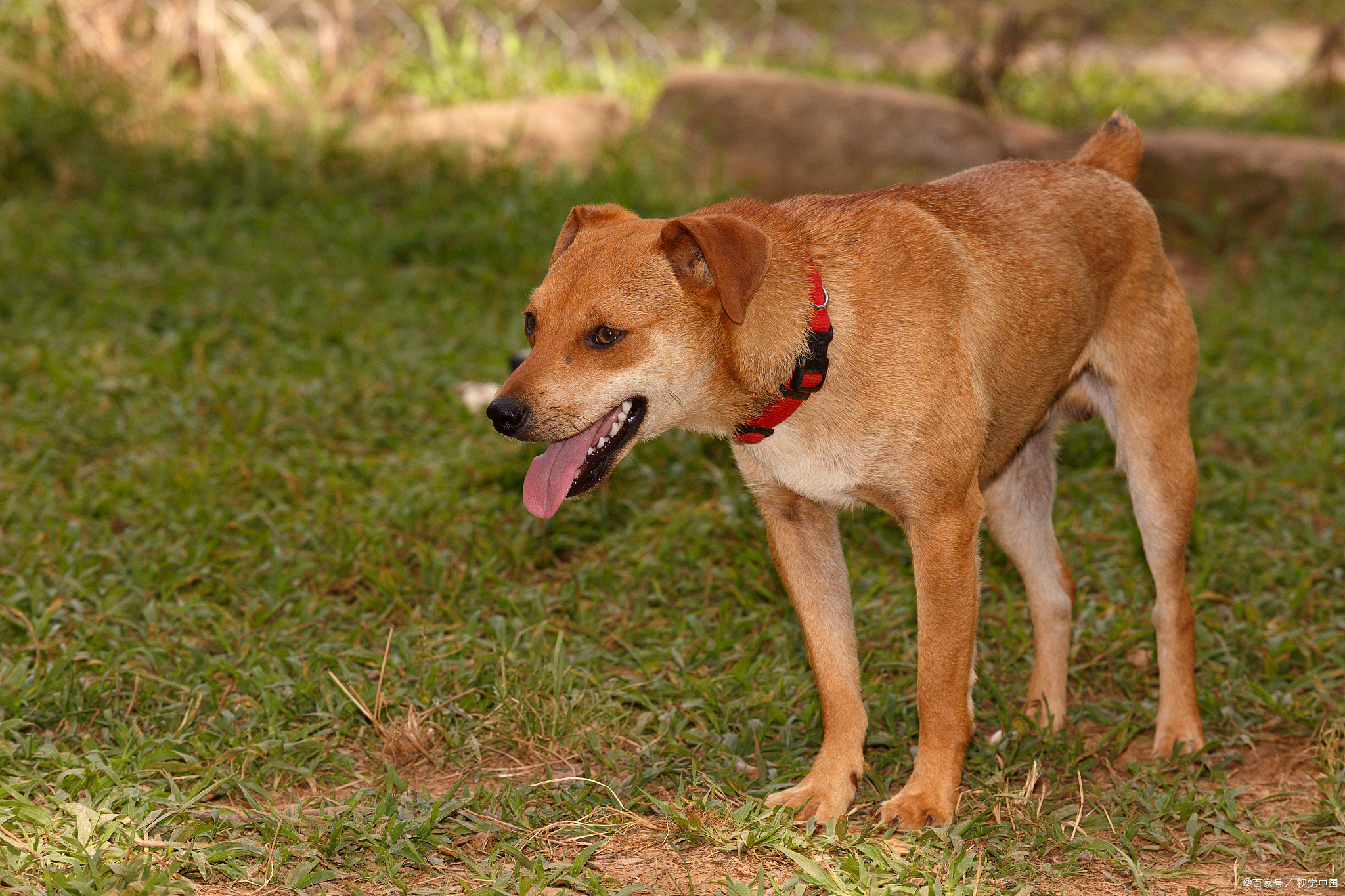 探秘土狗界的珍稀色彩:解锁那一抹最罕见的色彩之谜!