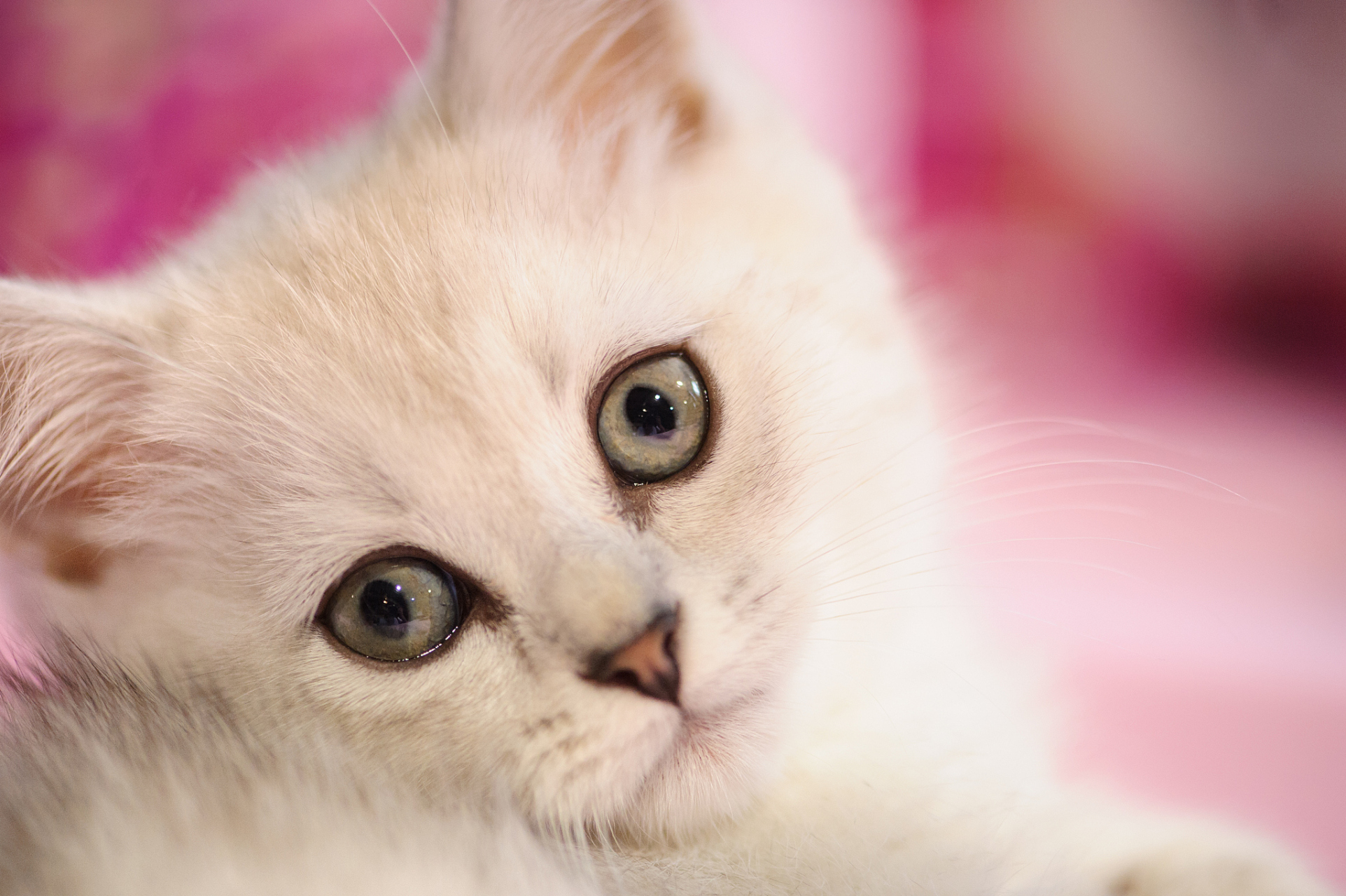 丫丫晒太阳吃果果# 丫丫是一只可爱的小猫咪,毛茸茸的,圆滚滚的,非 