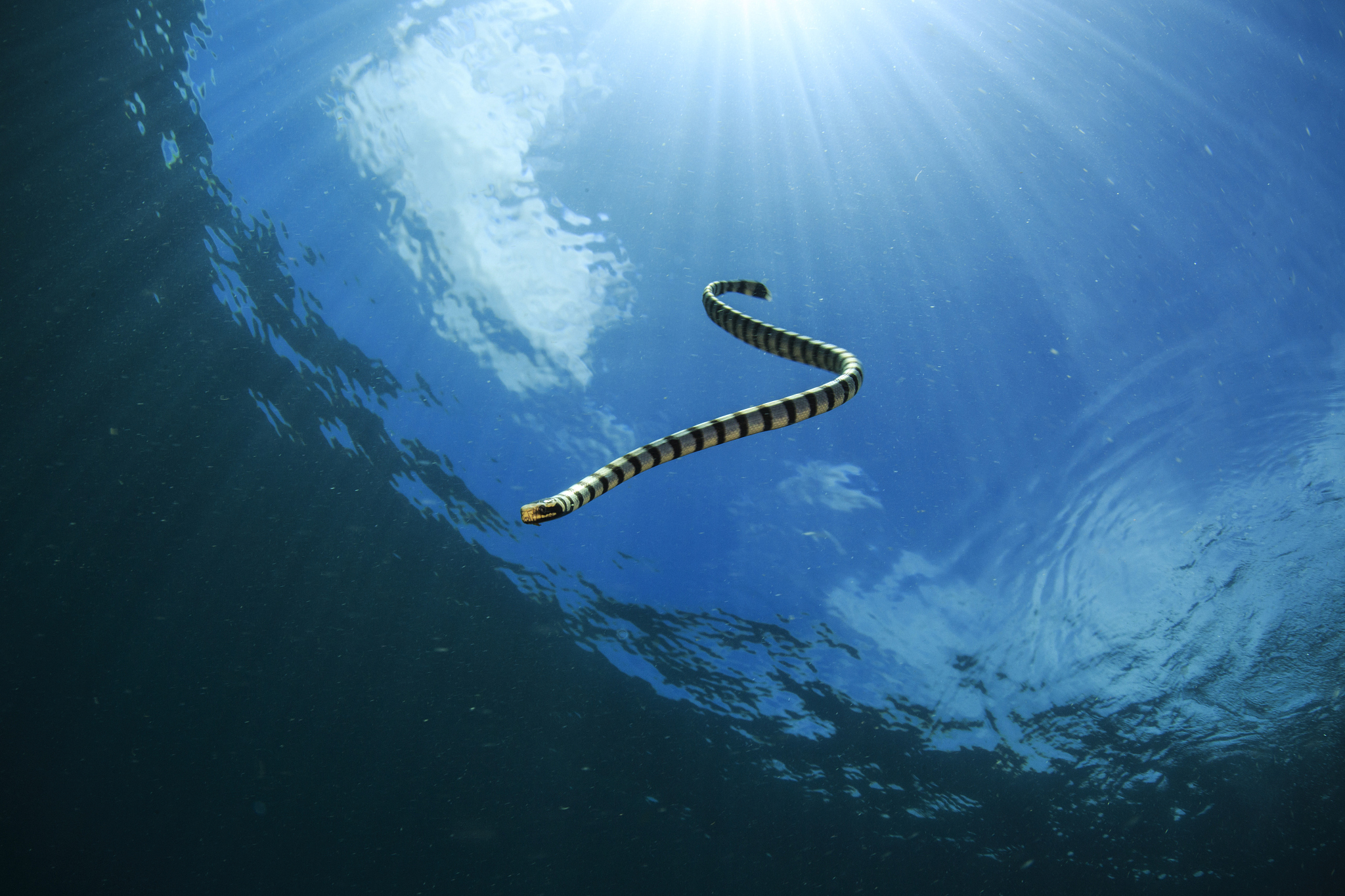 贝尔彻海蛇,澳大利亚的"水中一霸",生活在阿什莫尔群岛暗礁周围