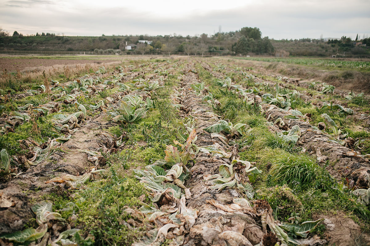 在冰雹的狂轰滥炸下变得一片狼藉,真农作物受灾图片自然灾害作物灾害