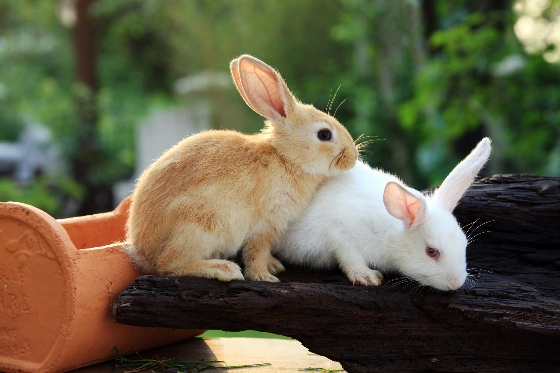 兔子,这林间跳跃的精灵,其饮食偏好宛如自然界中细腻编织的食谱,充满