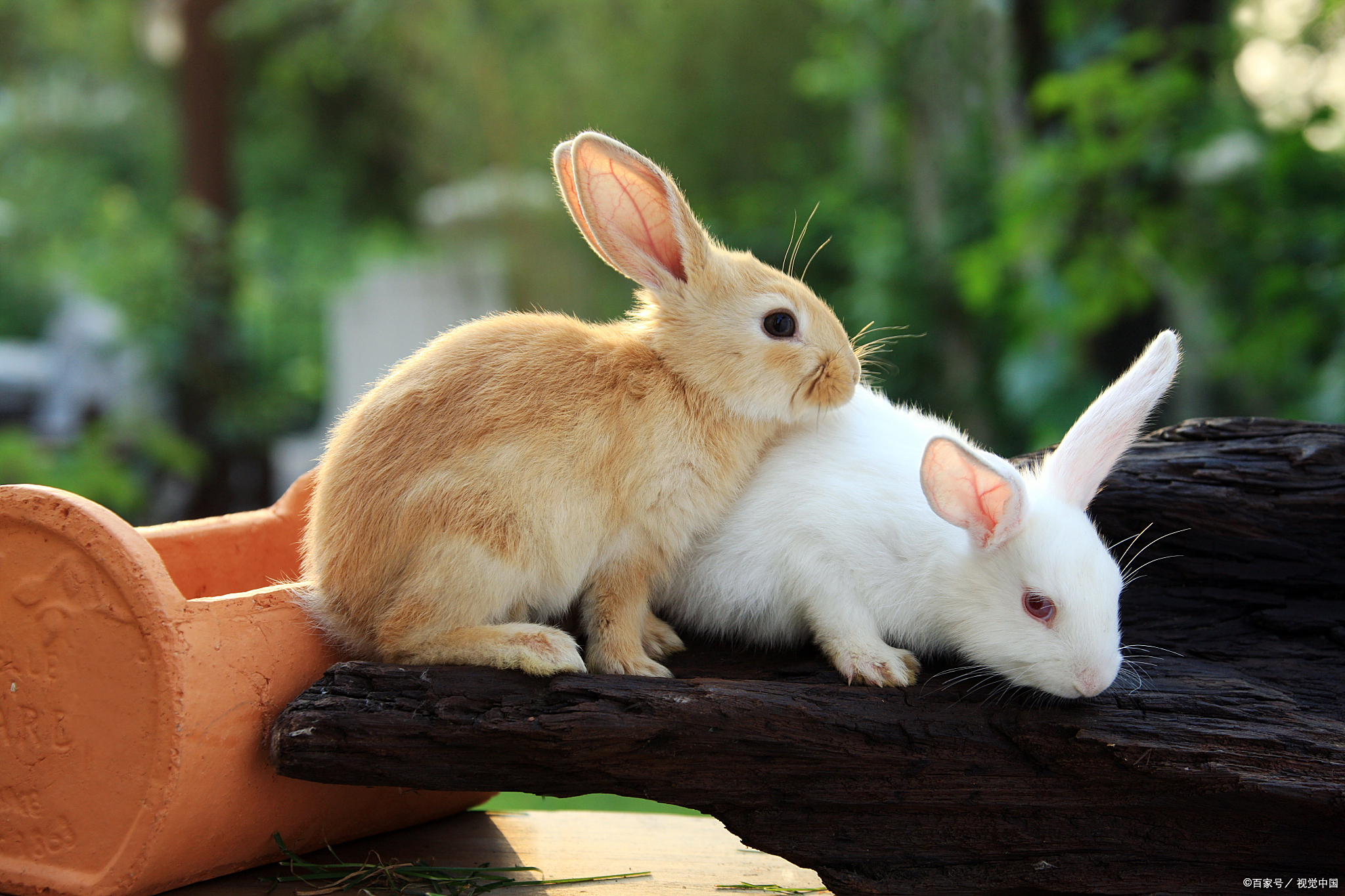兔子日常92# 今天我们的兔子小可爱们又给我们带来了一波萌翻天的