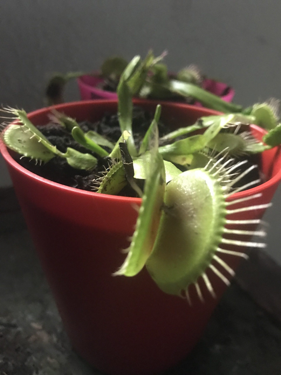 捕蝇草是一种独特的植物,其独特的捕虫能力使其成为许多人喜爱的盆栽