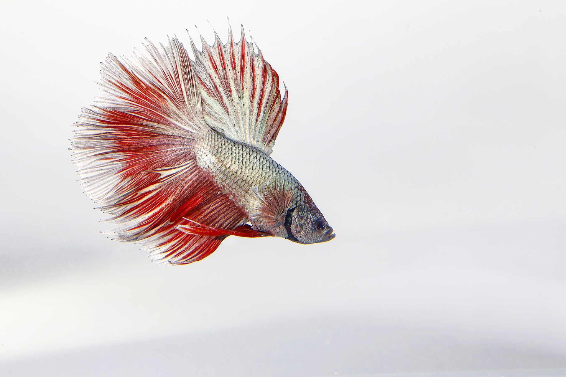 半月斗鱼是一种热带鱼,因其独特的体型和色彩而受到许多人的喜爱.