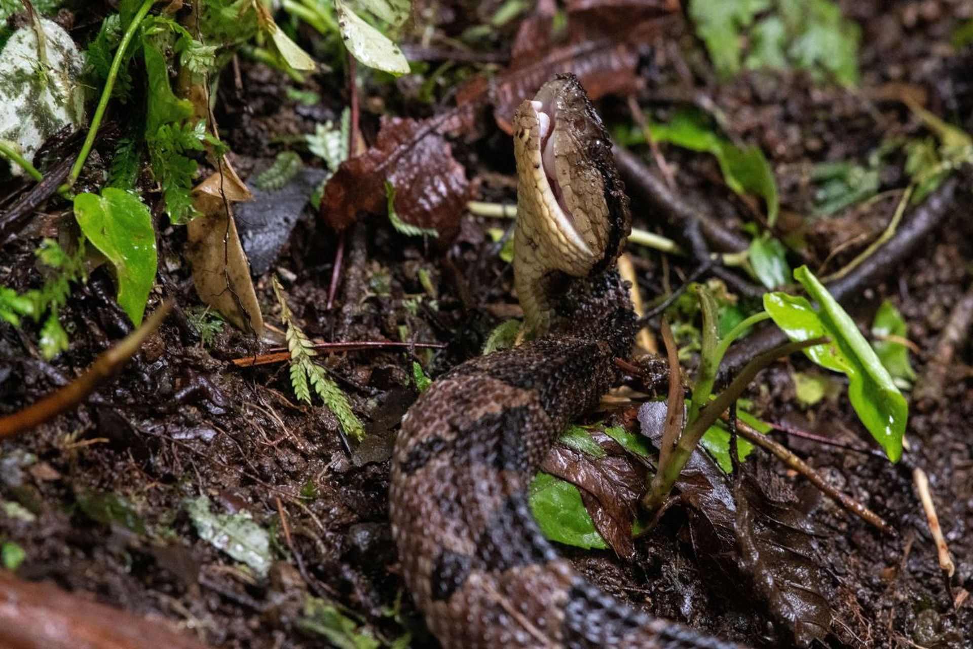 是我国独有,且仅在湖南莽山自然保护区分布的一种蛇类