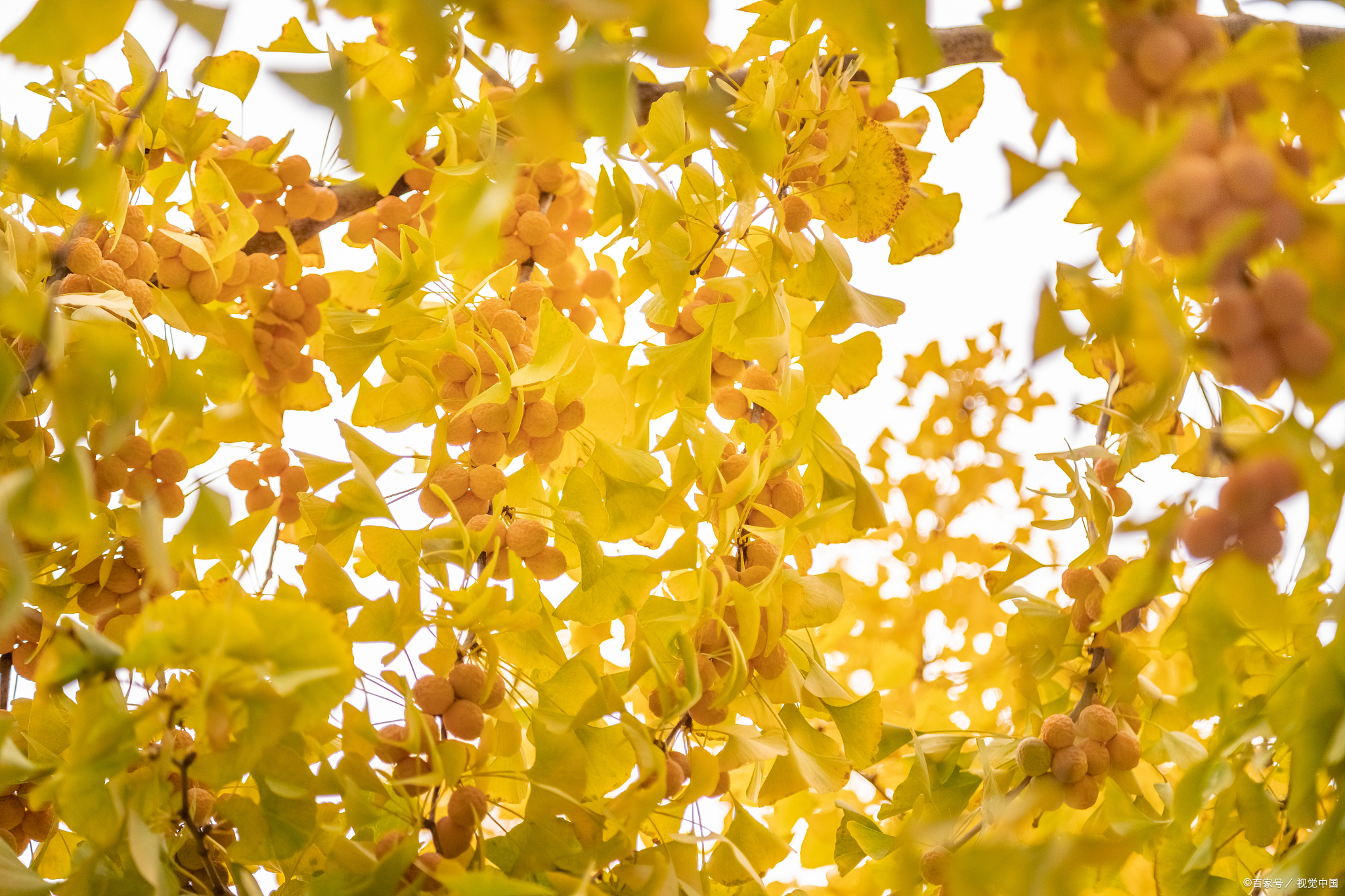 "秋食白果"5项注意
