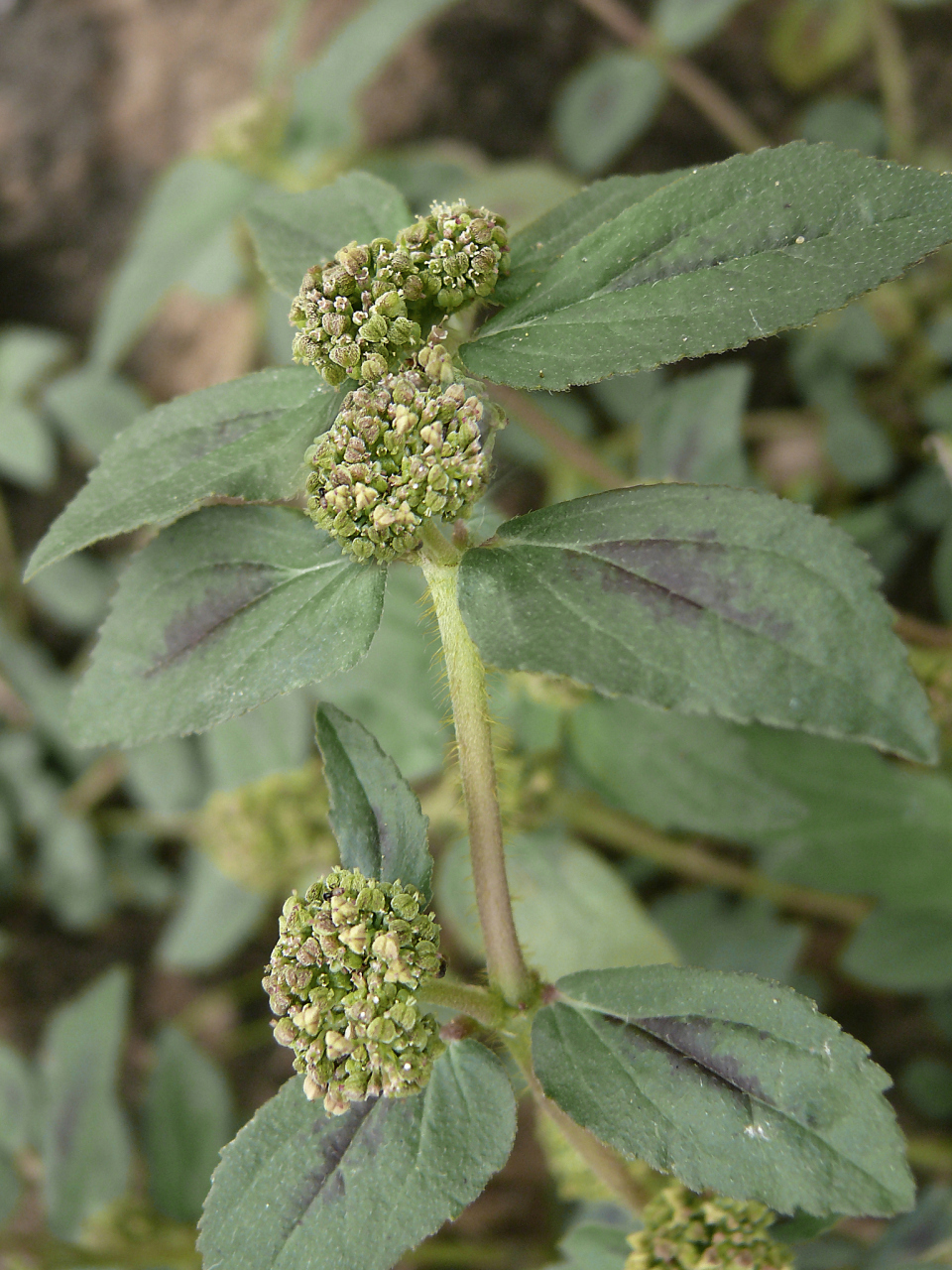 中医治疗痛风性关节炎(湿热痹阻者)药膳方——苍术薏苡仁粥【仅供参考