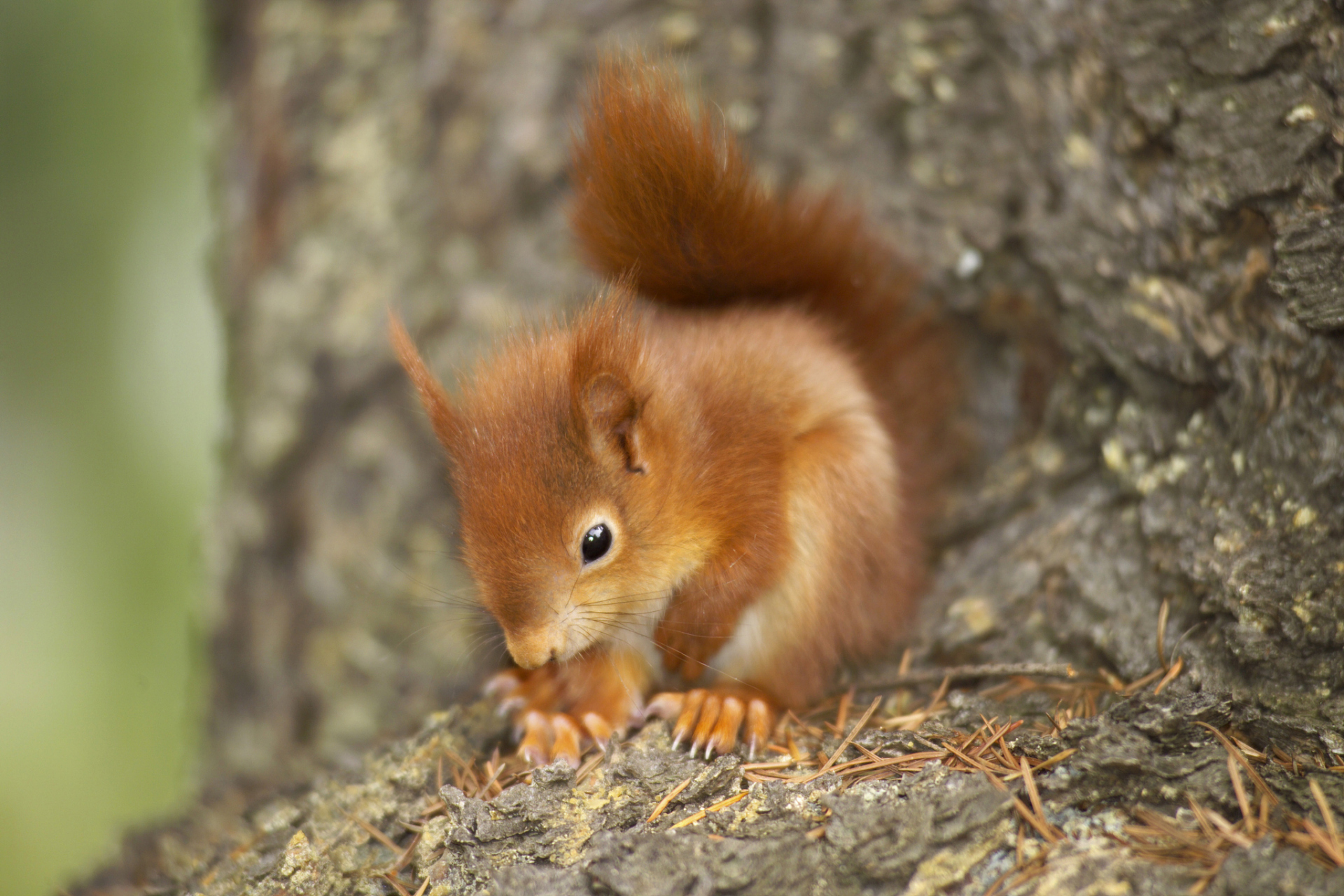 扬长避短的小松鼠  在一个遥远的森林里,住着一只名叫小松鼠的动物.