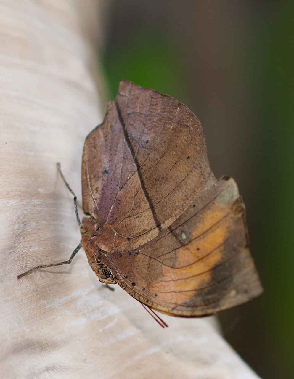 蝴蝶拥有拟态伪装技能,通过模仿枯叶的形状,颜色和纹理,来融入周围