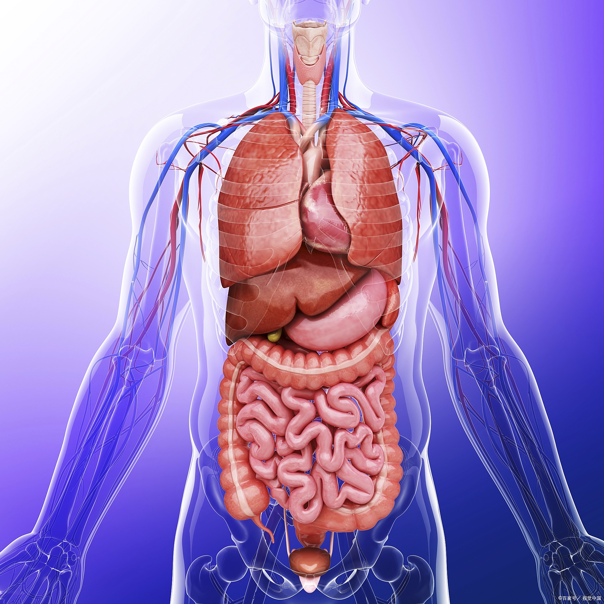 心经,这条与心脏紧密相连的经络,在我们的身体中发挥着至关重要的作用