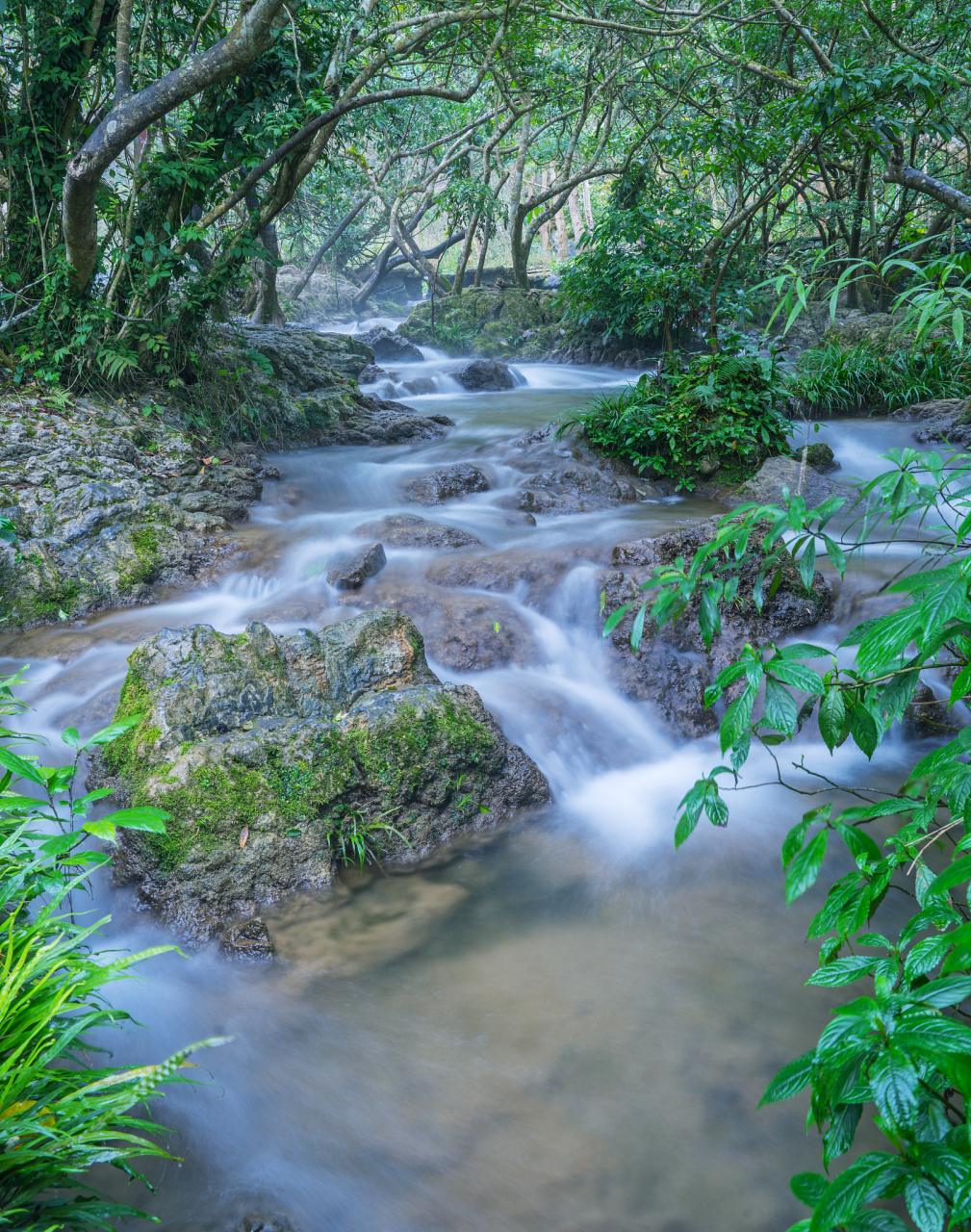 溪水清澈见底,石头上苔藓斑驳,小鱼嬉戏其中.