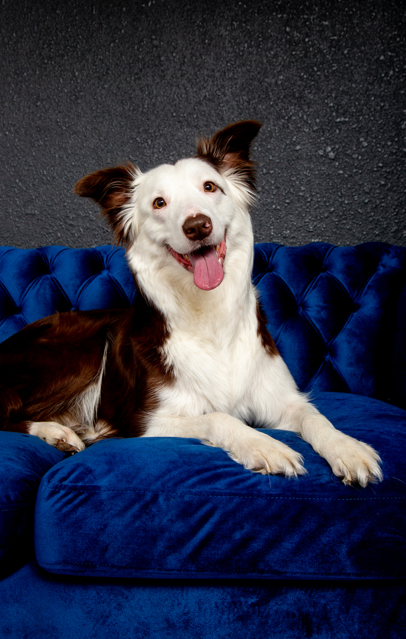 十大颜值最高的狗狗98  11566 萨摩耶犬:萨摩耶犬以其甜美的