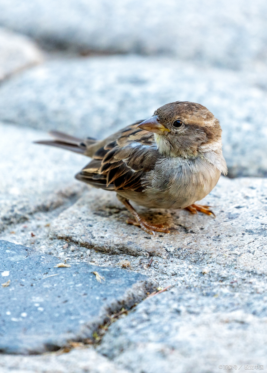 回顾农村随处可见的麻雀都是外来物种原本的本地麻雀去哪了