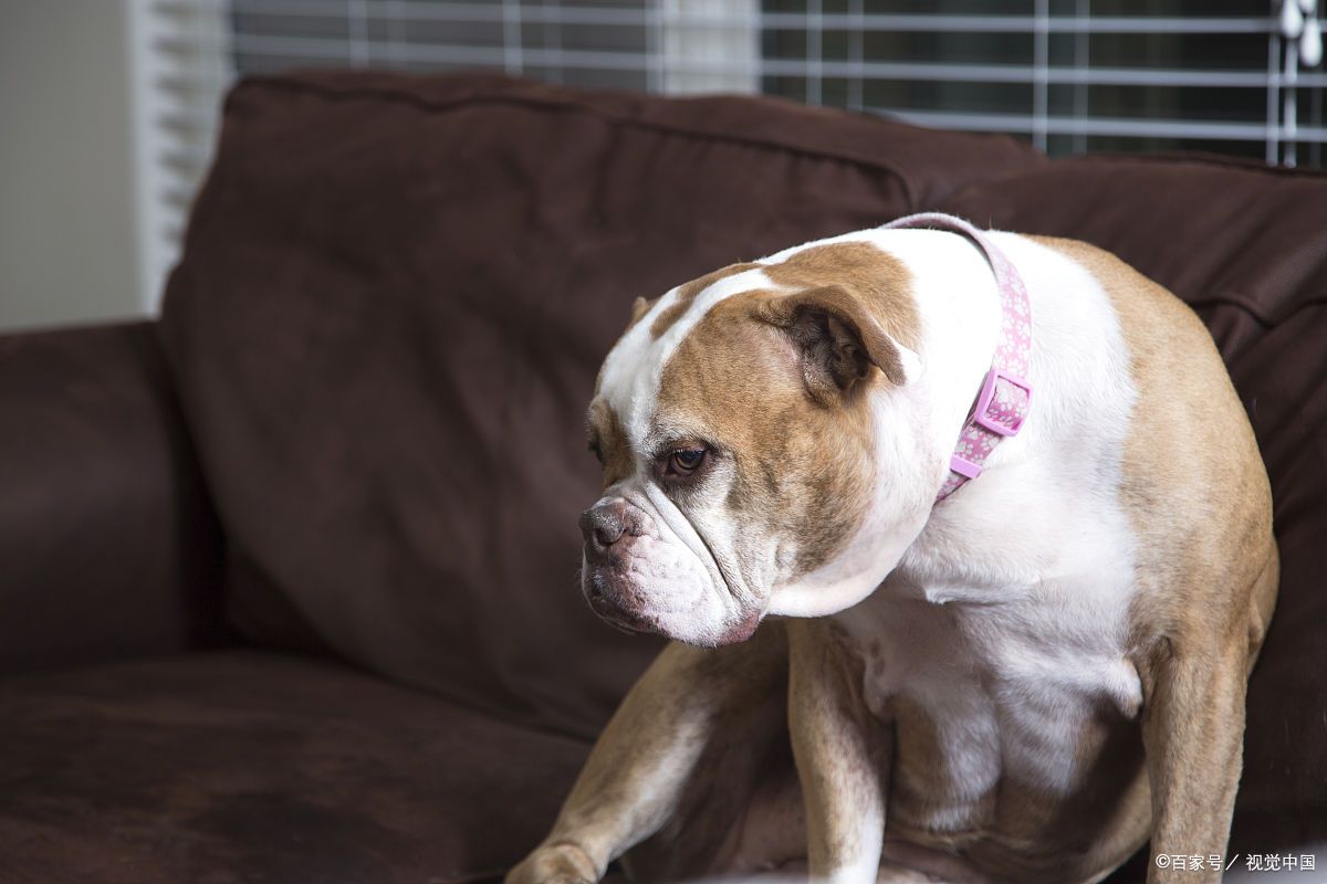 巴哥犬:了解它的优缺点,让你做出更明智的选择!