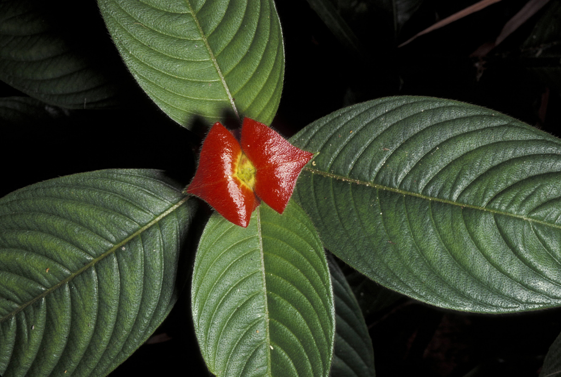 三十六计之美人计-蜂兰花,热唇草     在澳大利亚生长着一种神奇的植