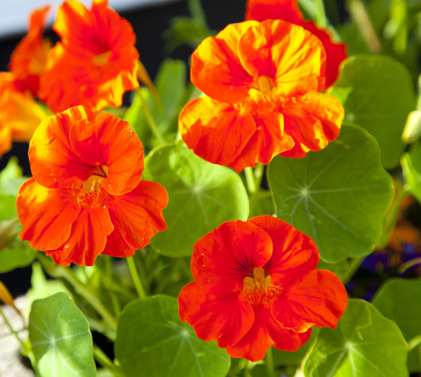 旱金莲 生长习性与养殖技巧  旱金莲花,生长习性和养殖技巧,你知道吗?