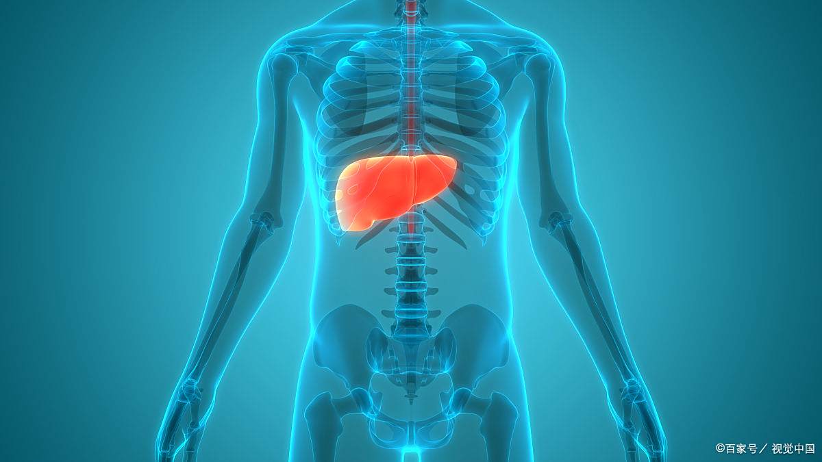 肝脏位置全解析:人体右上腹的关键器官