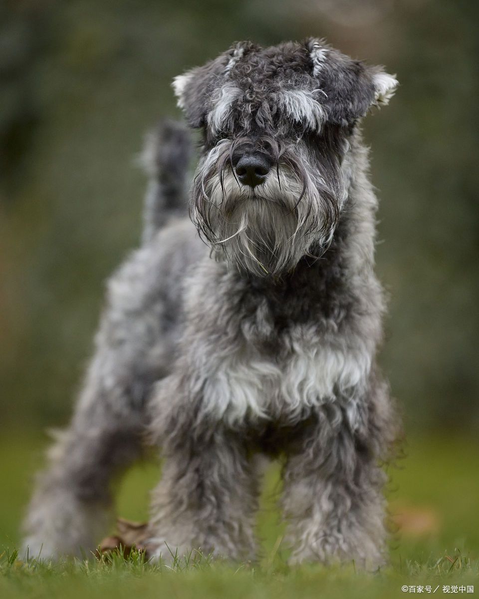 雪纳瑞的平均寿命通常在12到15年之间