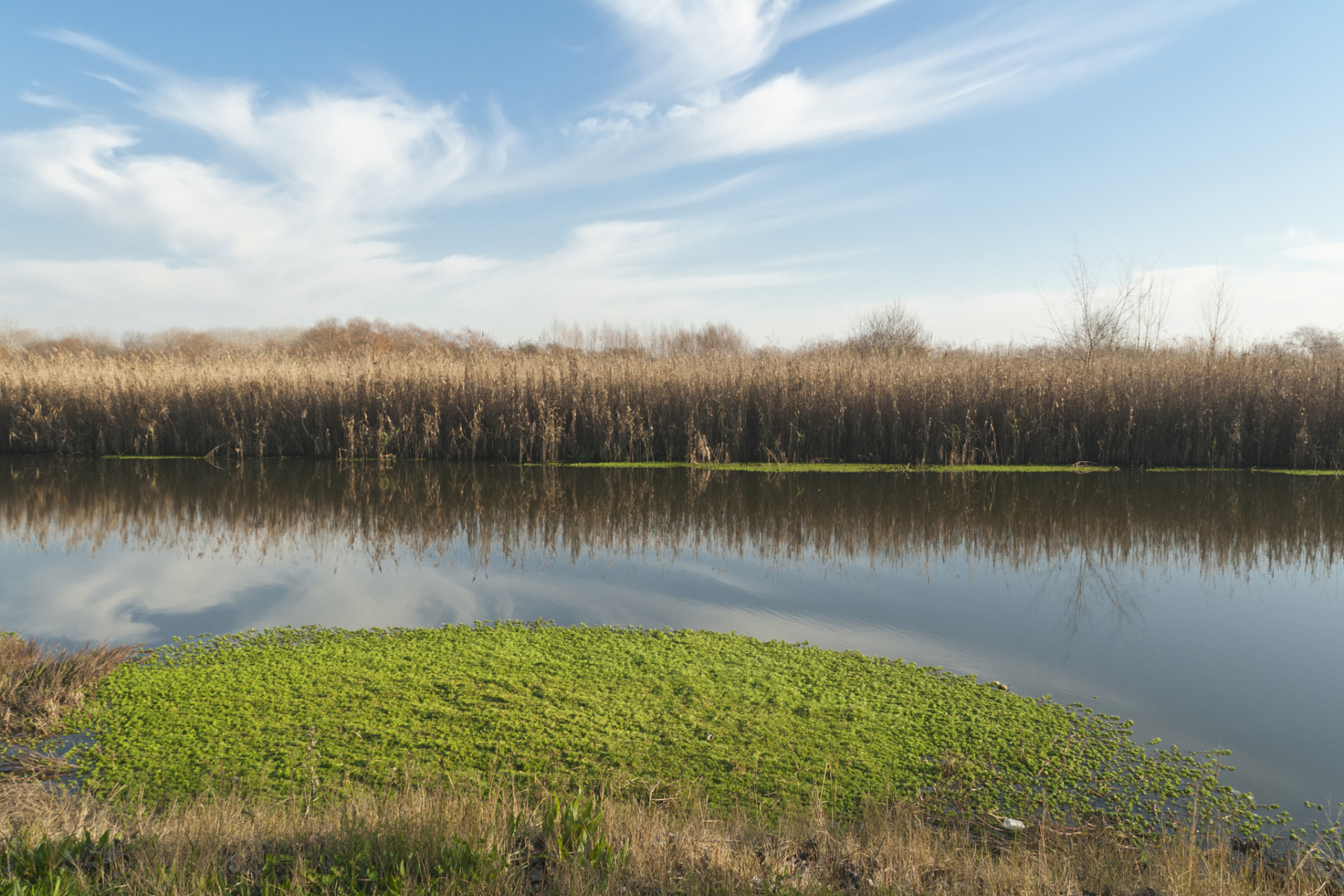 夏日闪光旅行家# 铁岭莲花湖湿地,位于铁岭市新城区内,是一处集湿刎