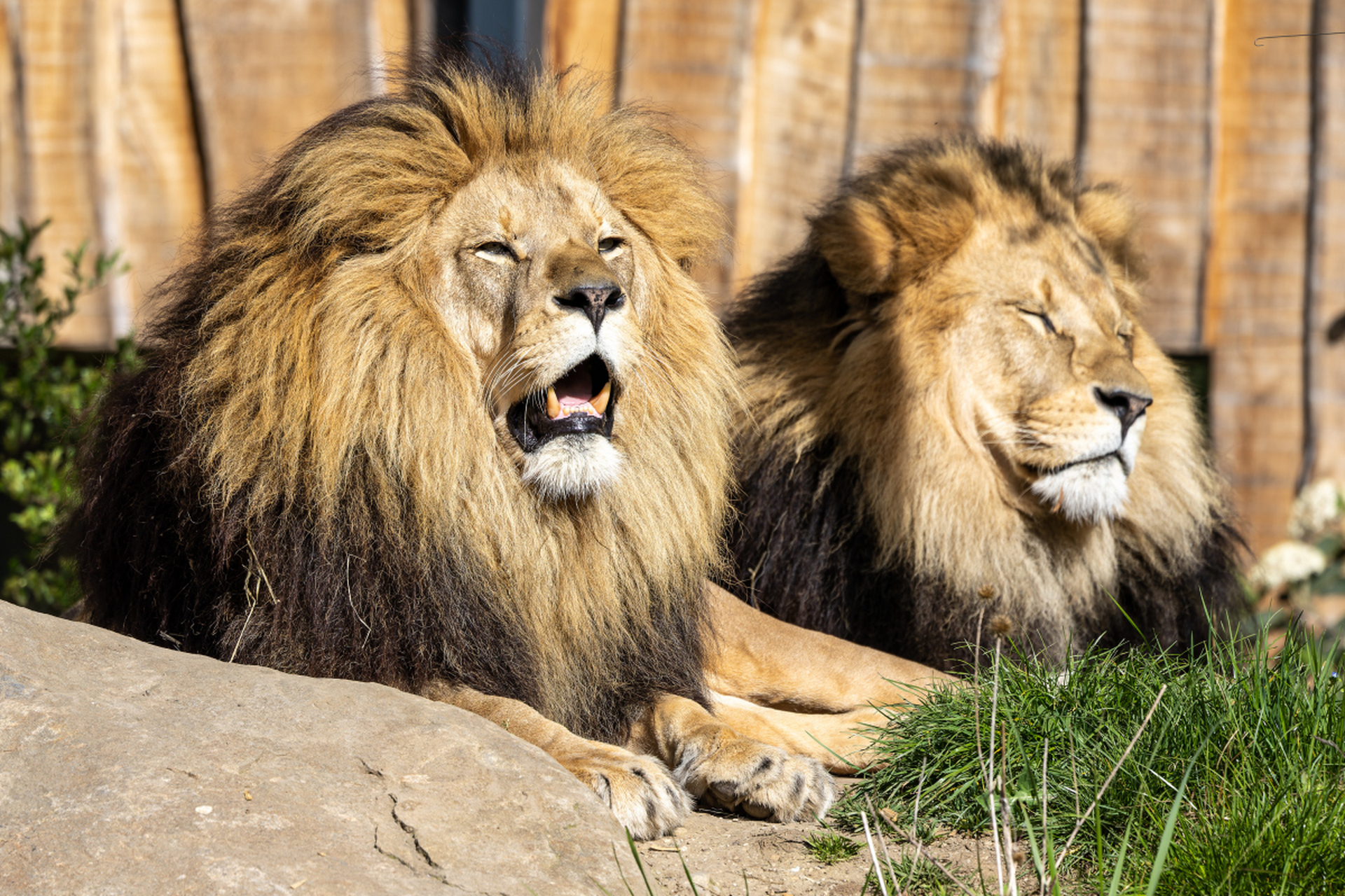 狮子以群居方式生存,依赖群体力量捕猎和保护领地