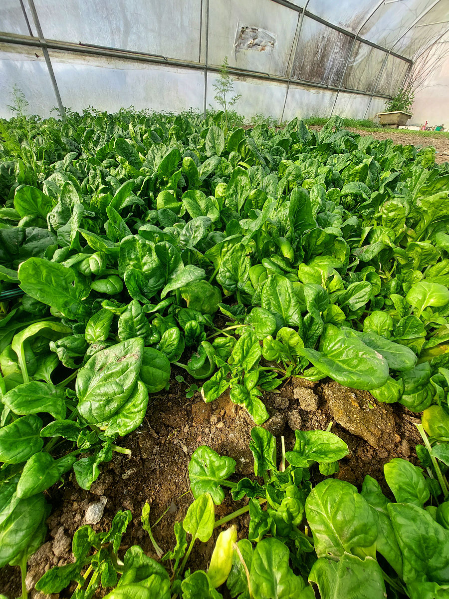 菠菜种植全攻略:从种子到餐桌的绿色之旅  在众多的