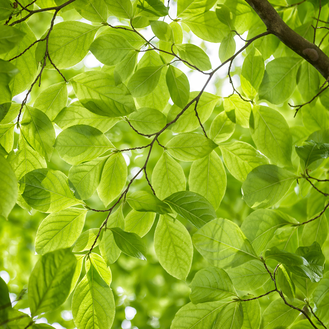 翠绿的树叶不停摇曳 青山依旧耸立不倒 大地孕育着万物生灵 岁月悄然
