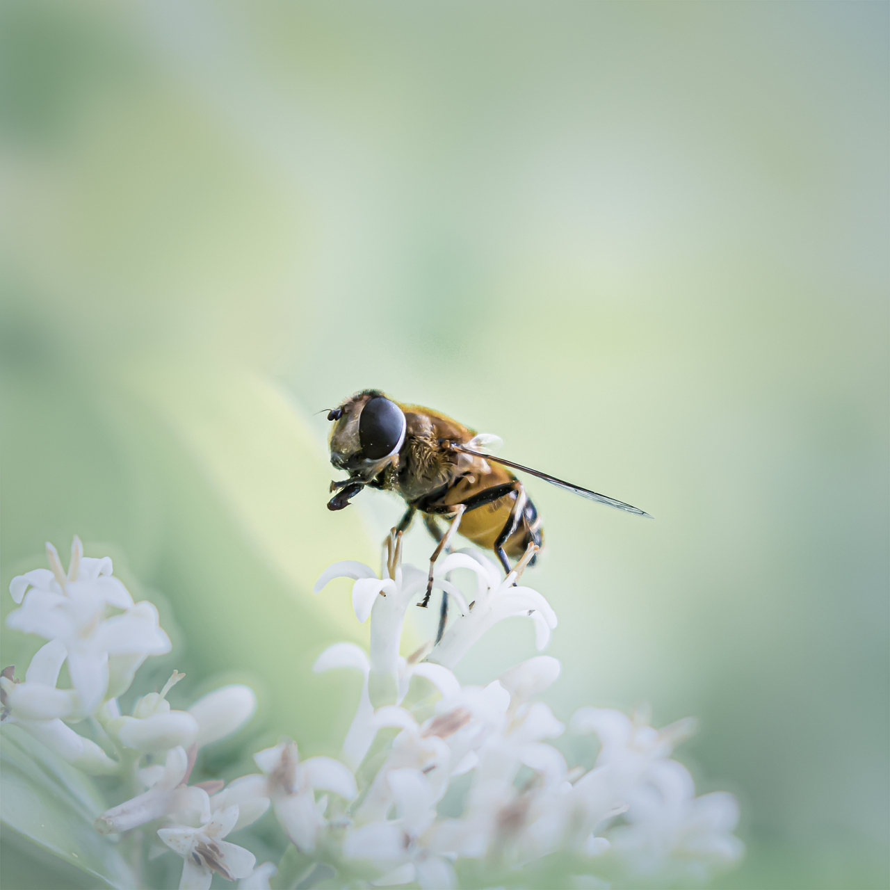 的窗户,虽然看似是一个封闭的环境,但蜜蜂和苍蝇却有着完全不同的反应