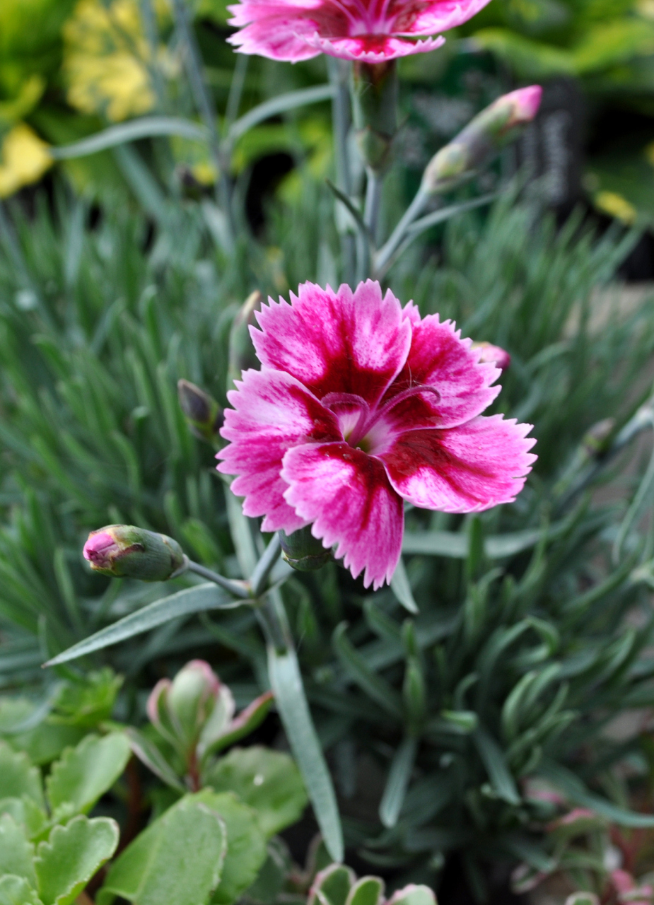 石竹花也被视为母爱的象征,表达对母亲的敬爱之意.此外